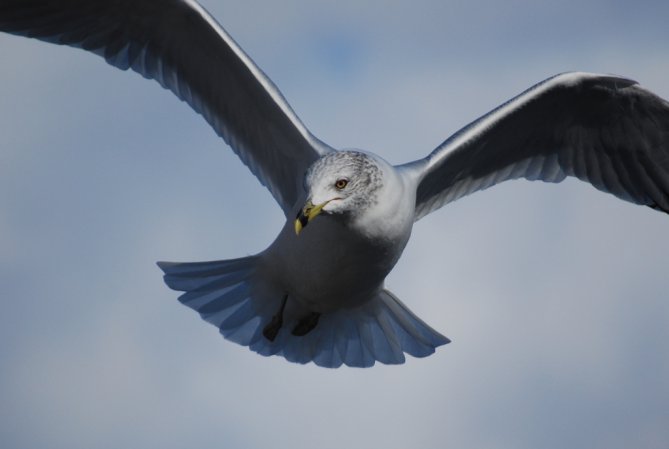 Photo (16): Ring-billed Gull