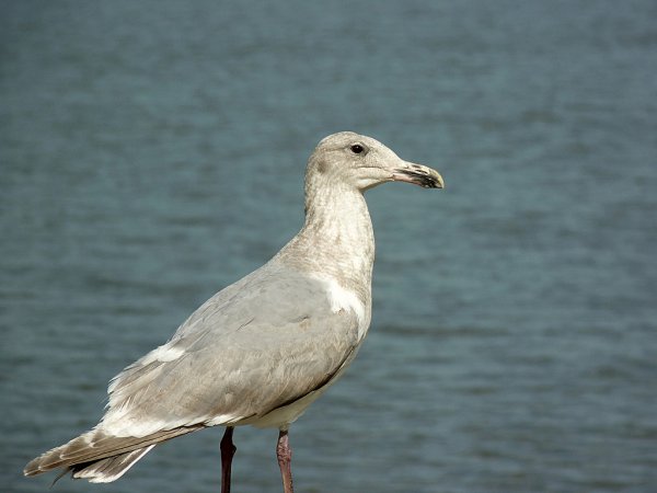 Photo (14): Glaucous-winged Gull