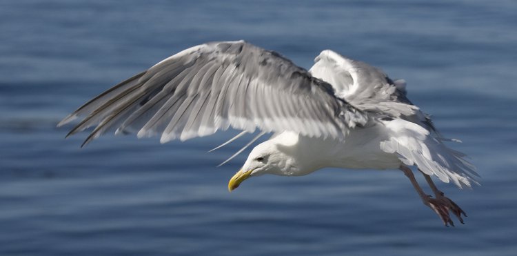Photo (4): Glaucous-winged Gull