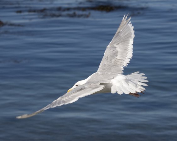 Photo (2): Glaucous-winged Gull