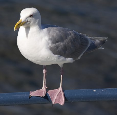 Photo (1): Glaucous-winged Gull