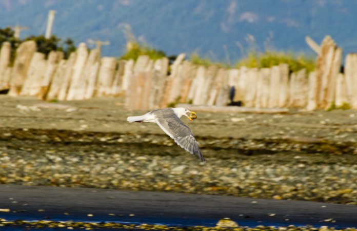 Photo (5): Glaucous-winged Gull