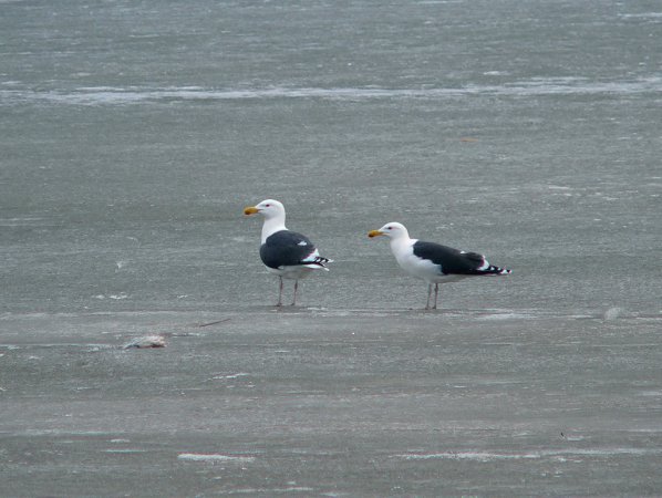 Photo (7): Great Black-backed Gull