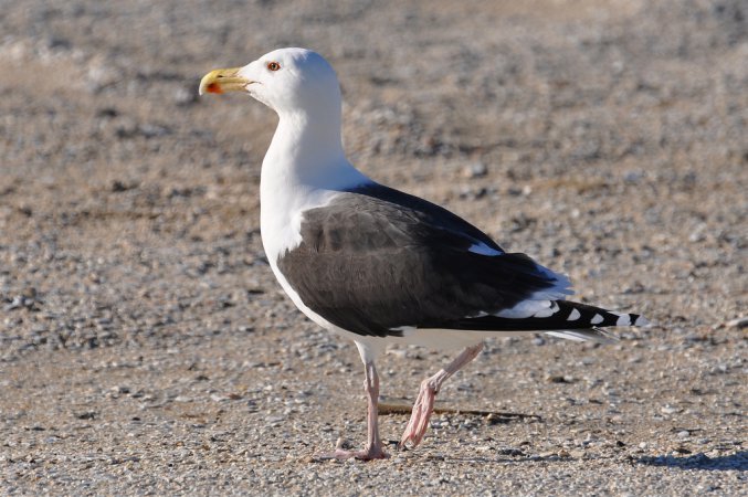 Photo (1): Great Black-backed Gull