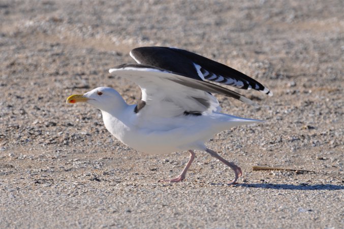 Photo (3): Great Black-backed Gull