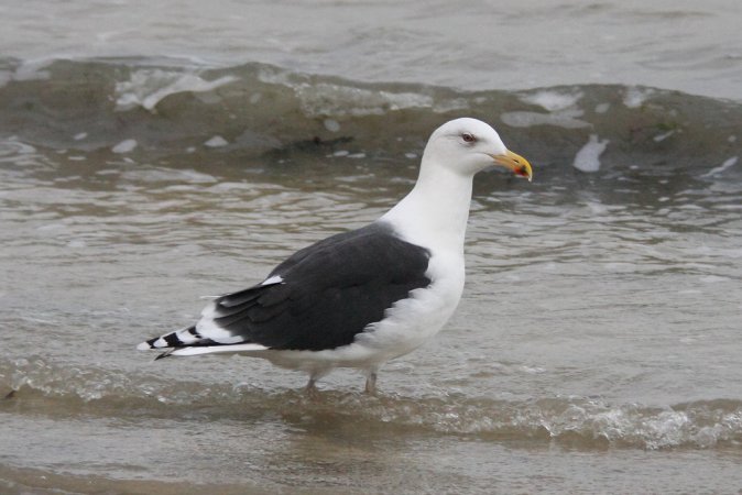 Photo (2): Great Black-backed Gull