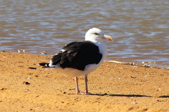 Photo (4): Great Black-backed Gull