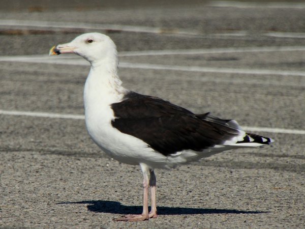 Photo (13): Great Black-backed Gull