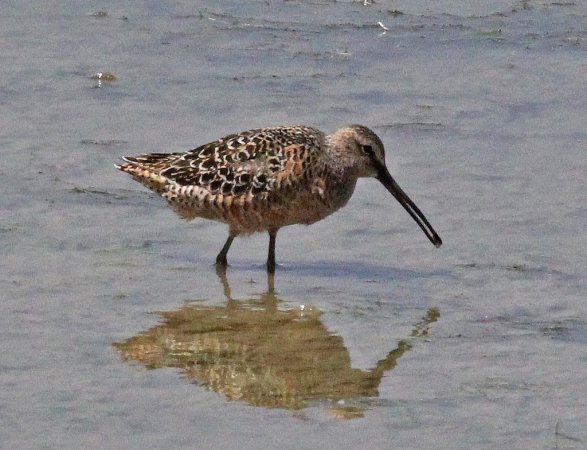 Photo (2): Long-billed Dowitcher