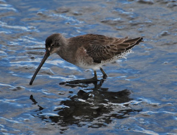 Photo (9): Long-billed Dowitcher