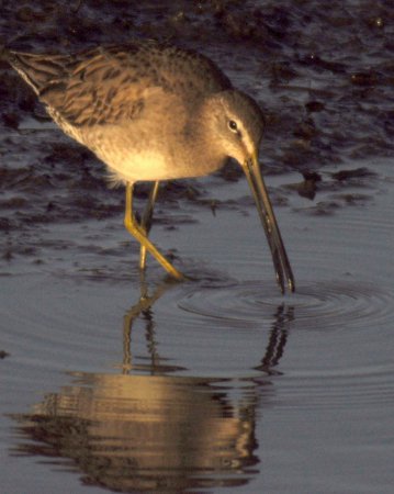 Photo (8): Long-billed Dowitcher