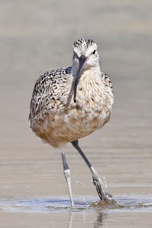 Photo (12): Long-billed Curlew