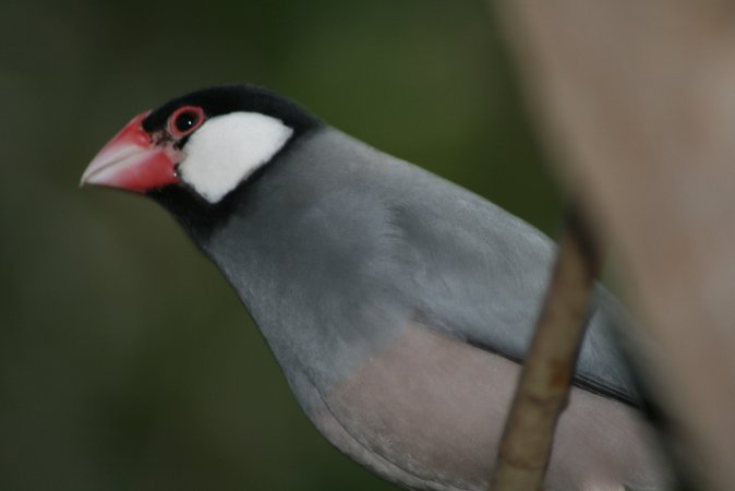 Photo (14): Java Sparrow