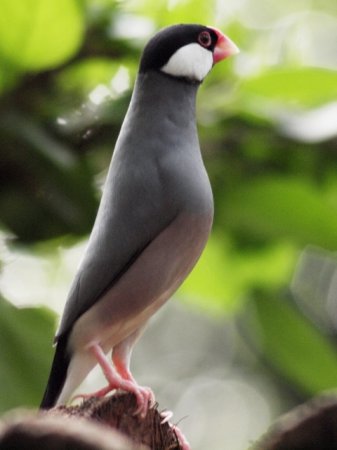 Photo (18): Java Sparrow