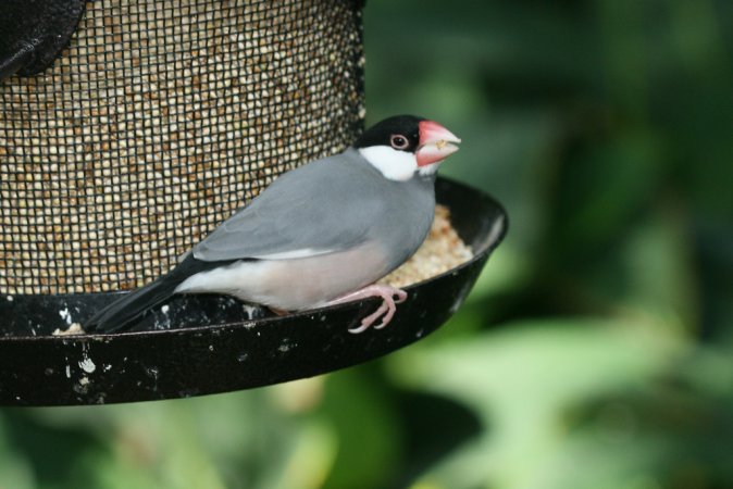 Photo (15): Java Sparrow