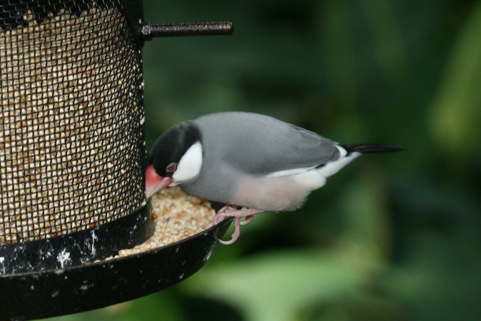 Photo (13): Java Sparrow