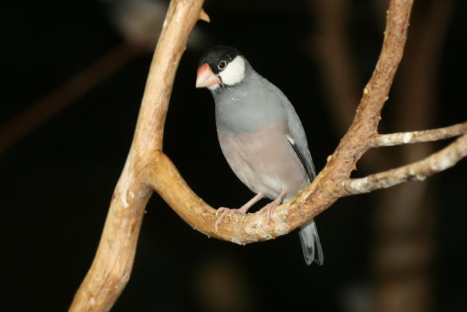 Photo (10): Java Sparrow