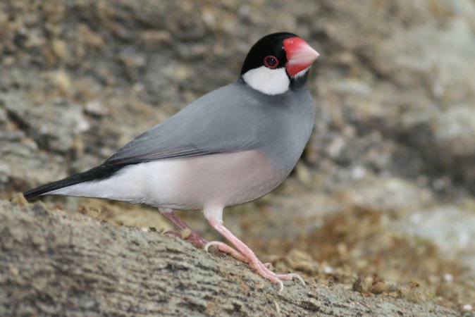 Photo (9): Java Sparrow