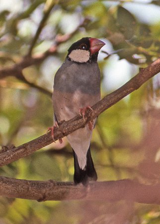 Photo (17): Java Sparrow