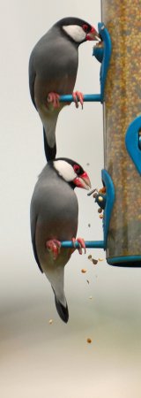 Photo (19): Java Sparrow