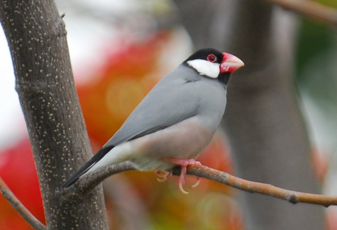 Photo (6): Java Sparrow