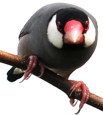 Photo (11): Java Sparrow