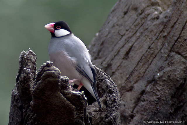Photo (1): Java Sparrow