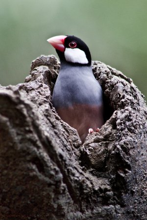 Photo (5): Java Sparrow