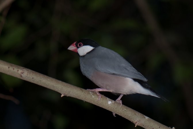 Photo (12): Java Sparrow