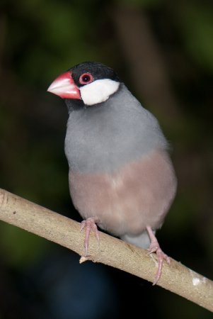 Photo (16): Java Sparrow