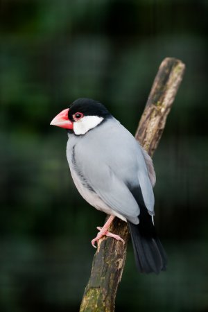 Photo (4): Java Sparrow