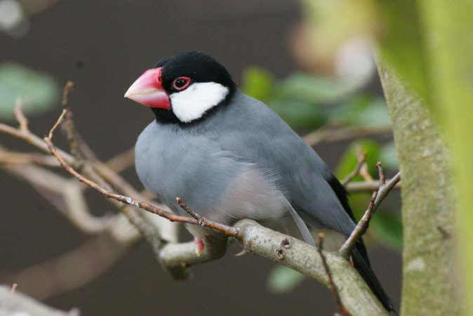 Photo (2): Java Sparrow