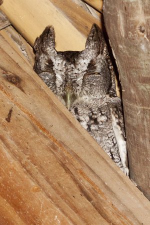 Photo (12): Western Screech-Owl