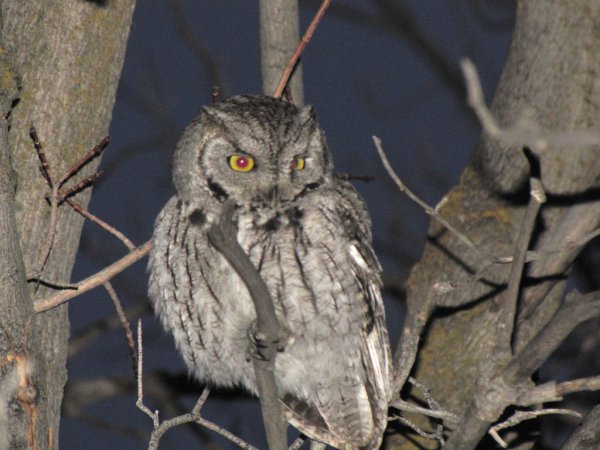 Photo (15): Western Screech-Owl