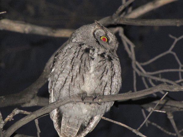 Photo (19): Western Screech-Owl