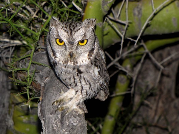 Photo (21): Western Screech-Owl