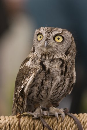 Photo (16): Western Screech-Owl
