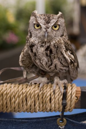 Photo (20): Western Screech-Owl