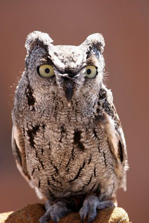 Photo (22): Western Screech-Owl