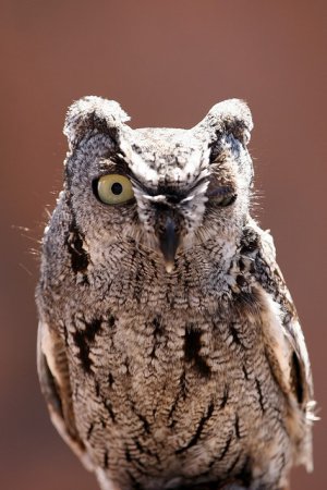 Photo (13): Western Screech-Owl