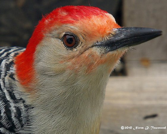 Photo (3): Red-bellied Woodpecker