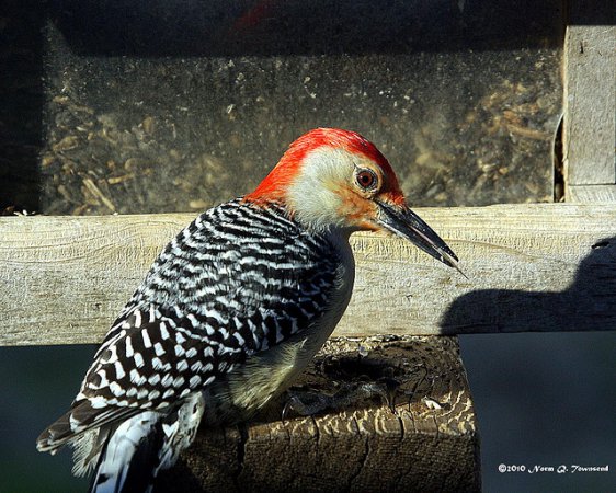 Photo (1): Red-bellied Woodpecker