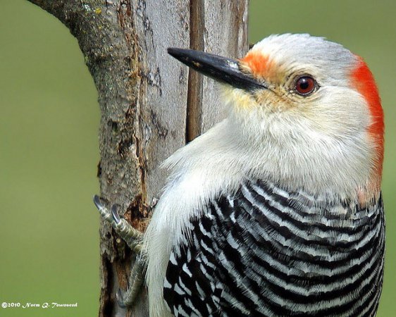 Photo (2): Red-bellied Woodpecker