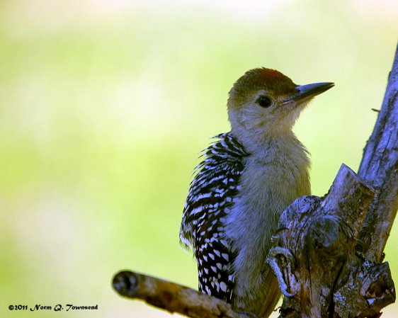 Photo (13): Red-bellied Woodpecker
