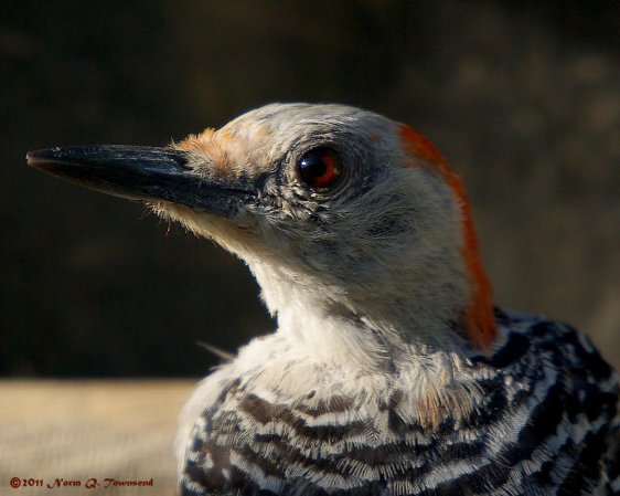 Photo (4): Red-bellied Woodpecker