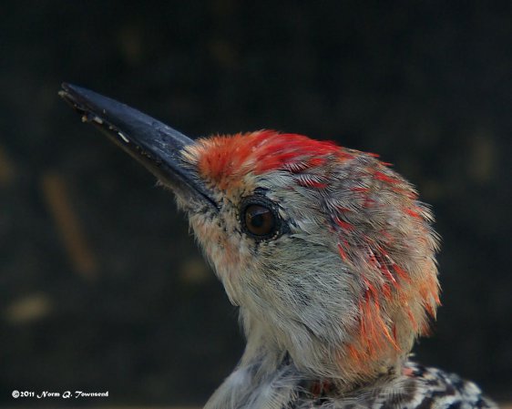Photo (14): Red-bellied Woodpecker