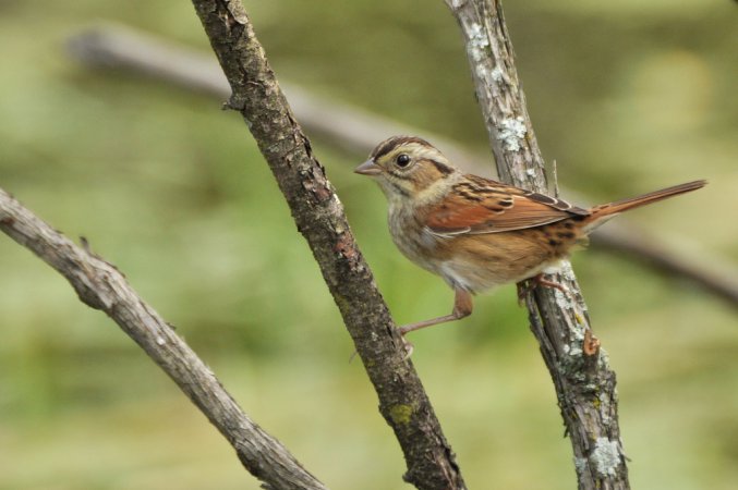 Photo (13): Swamp Sparrow