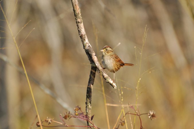 Photo (24): Swamp Sparrow