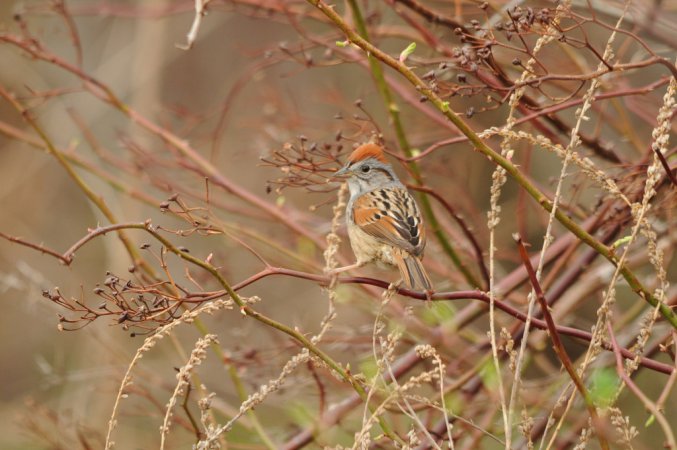Photo (22): Swamp Sparrow