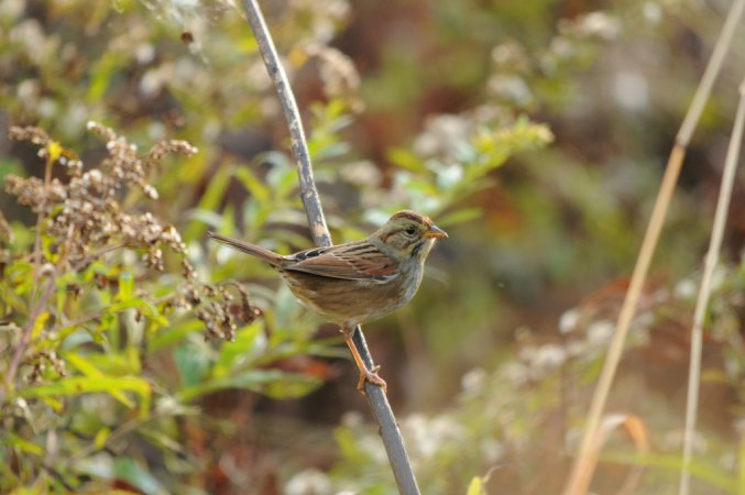 Photo (20): Swamp Sparrow